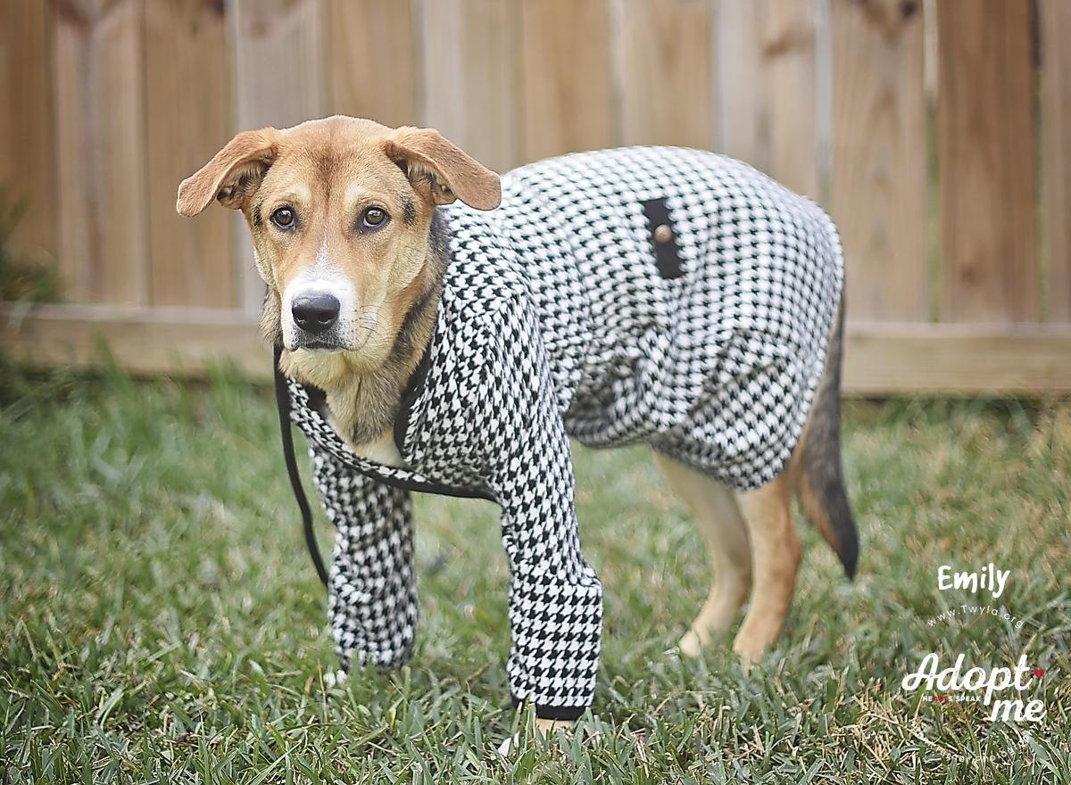 Enlarge Emily, a Adoptable mixed breed in Kingwood, TX image 3/6