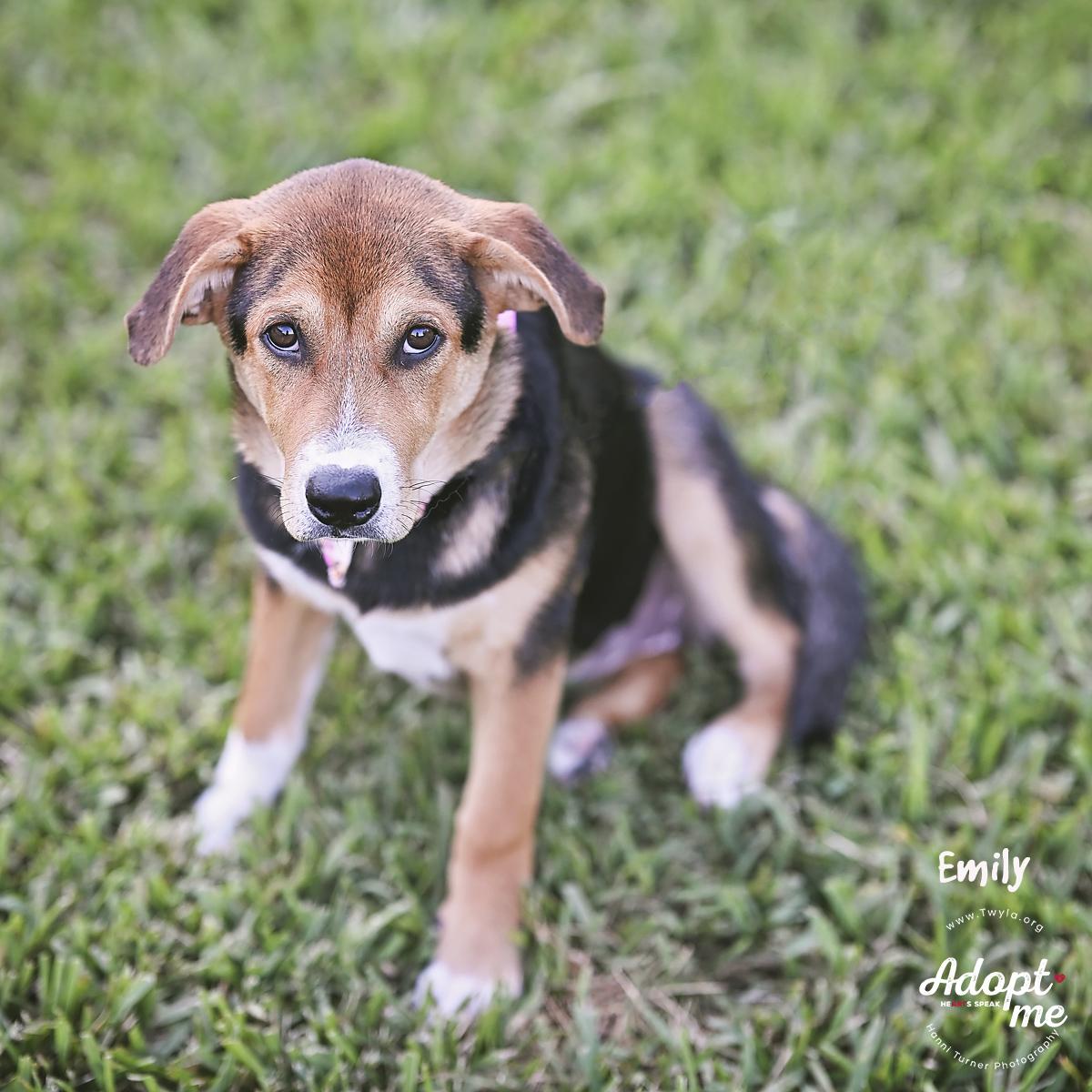 Emily, a Adoptable mixed breed in Kingwood, TX image 4/6