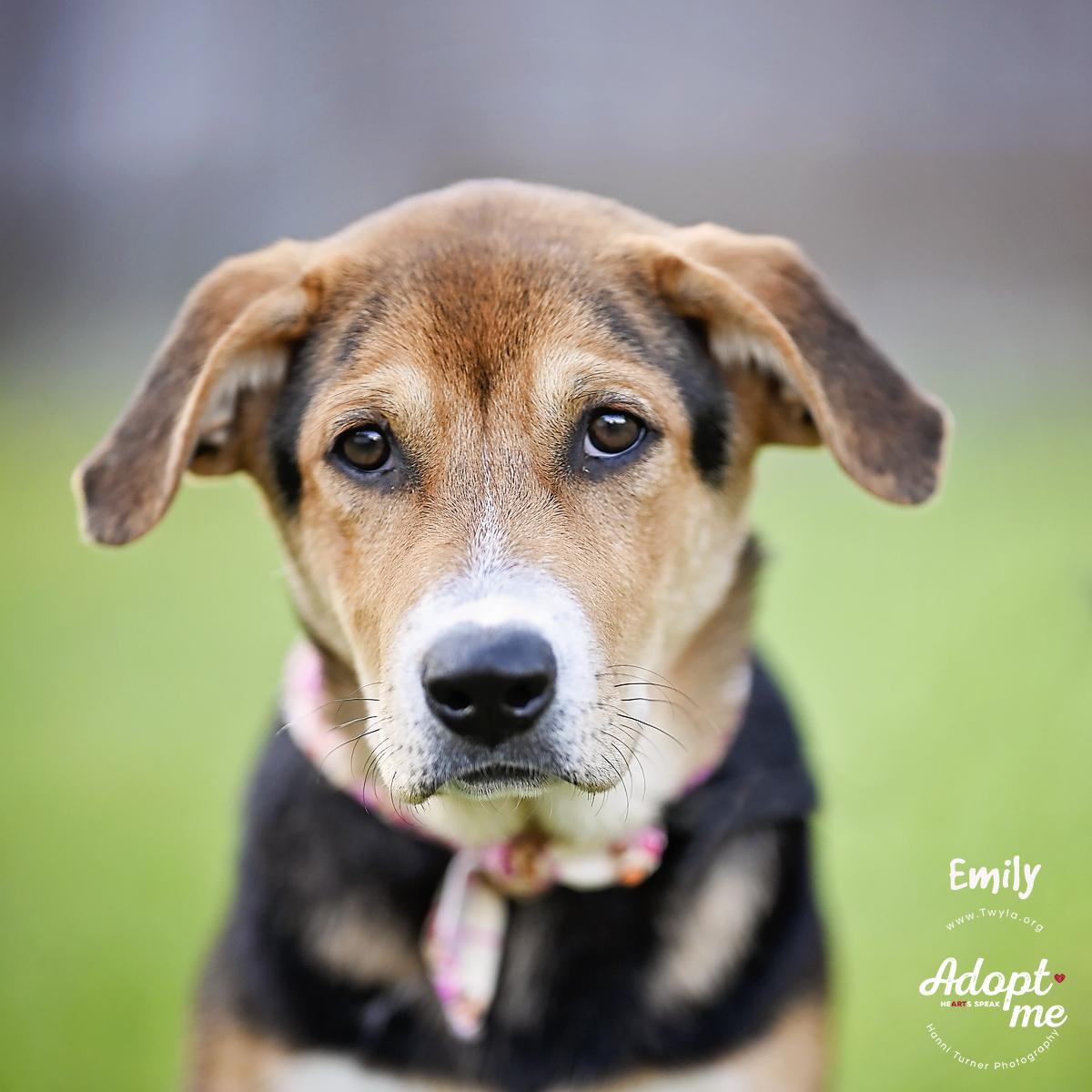 Emily, a Adoptable mixed breed in Kingwood, TX image 1/6
