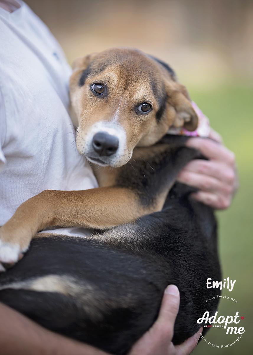 Emily, a Adoptable mixed breed in Kingwood, TX image 2/6