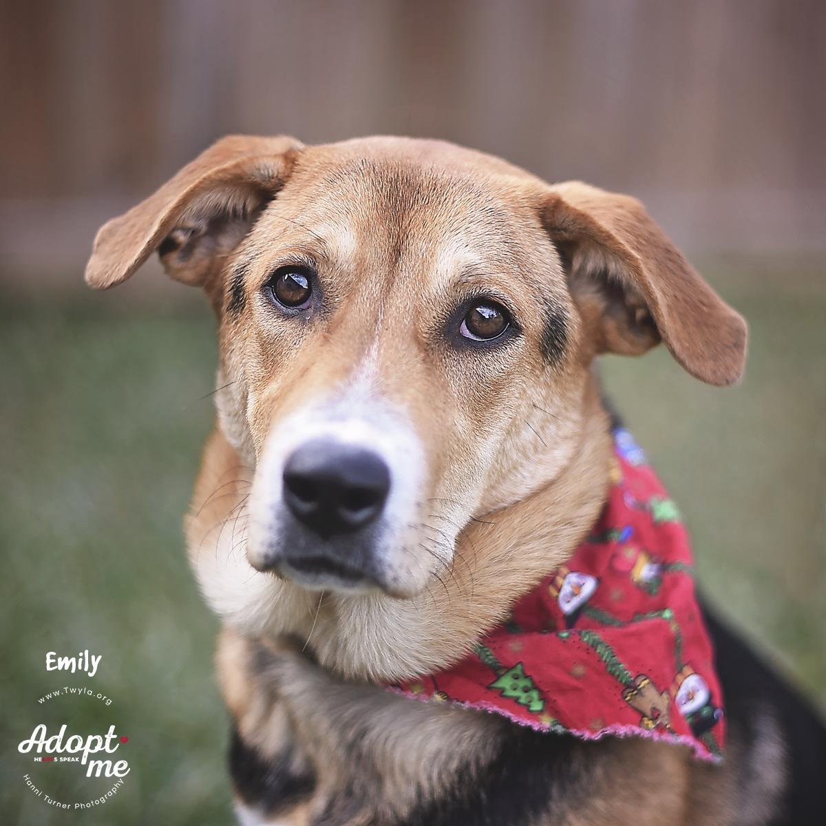 Emily, Adoptable, Young Female German Shepherd Dog & Hound.
