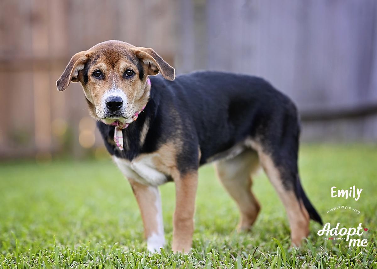 Emily, a Adoptable mixed breed in Kingwood, TX image 3/6