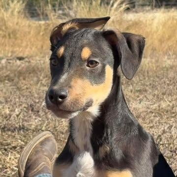 Enlarge Fang, an adopted mixed breed in Center Point, TX image 2/5
