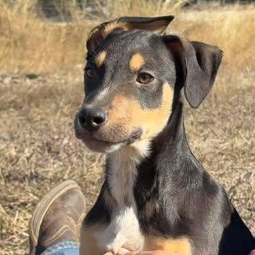 Enlarge Fang, an adopted mixed breed in Center Point, TX image 3/5