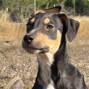 Enlarge Fang, an adopted mixed breed in Center Point, TX image 4/5