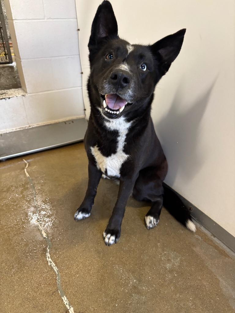 Enlarge Lupita, a Adoptable mixed breed in Belton, TX image 1/1