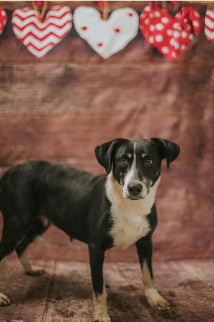 Sissy — thumbnail 2