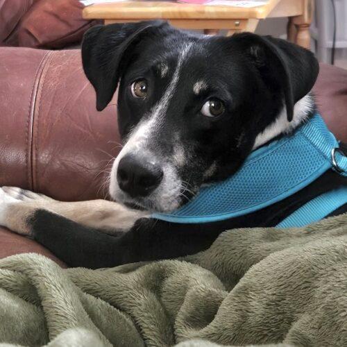 Sissy — thumbnail 4