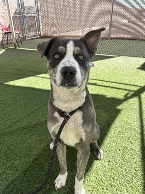 ROLLO, Adoptable, Adult Male Pit Bull Terrier.