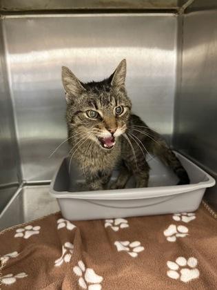 Enlarge Tango, a Adoptable mixed breed in Lafayette, IN image 1/3