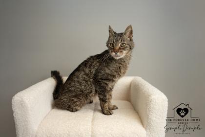 Enlarge Tango, a Adoptable mixed breed in Lafayette, IN image 2/3