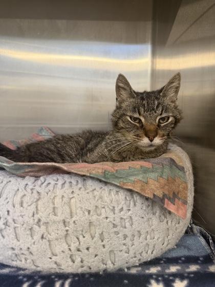 Enlarge Tango, a Adoptable mixed breed in Lafayette, IN image 3/3