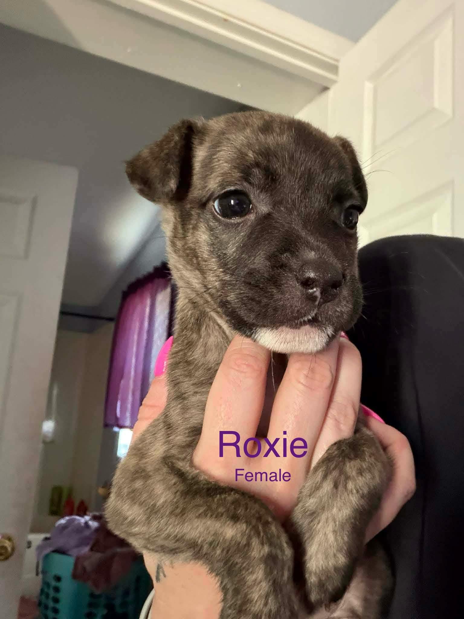 Roxie, adopted, Puppy Female Mixed Breed.