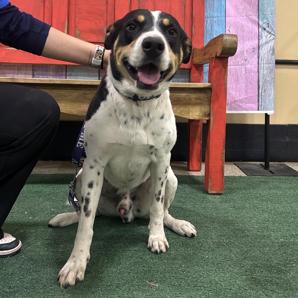 FWT Buddy, Adoptable, Adult Male Pit Bull Terrier.