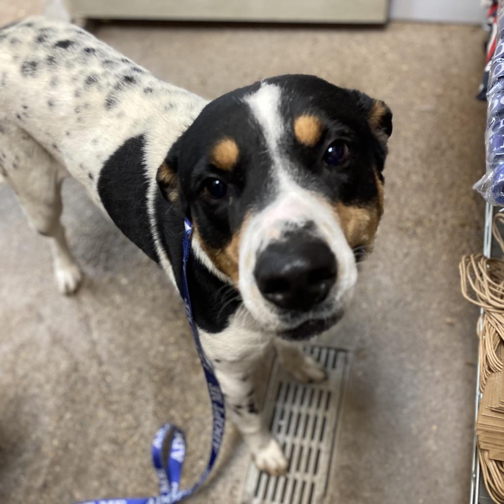 Enlarge FWT Buddy, a Adoptable Pit Bull Terrier in Midland, TX image 1/1