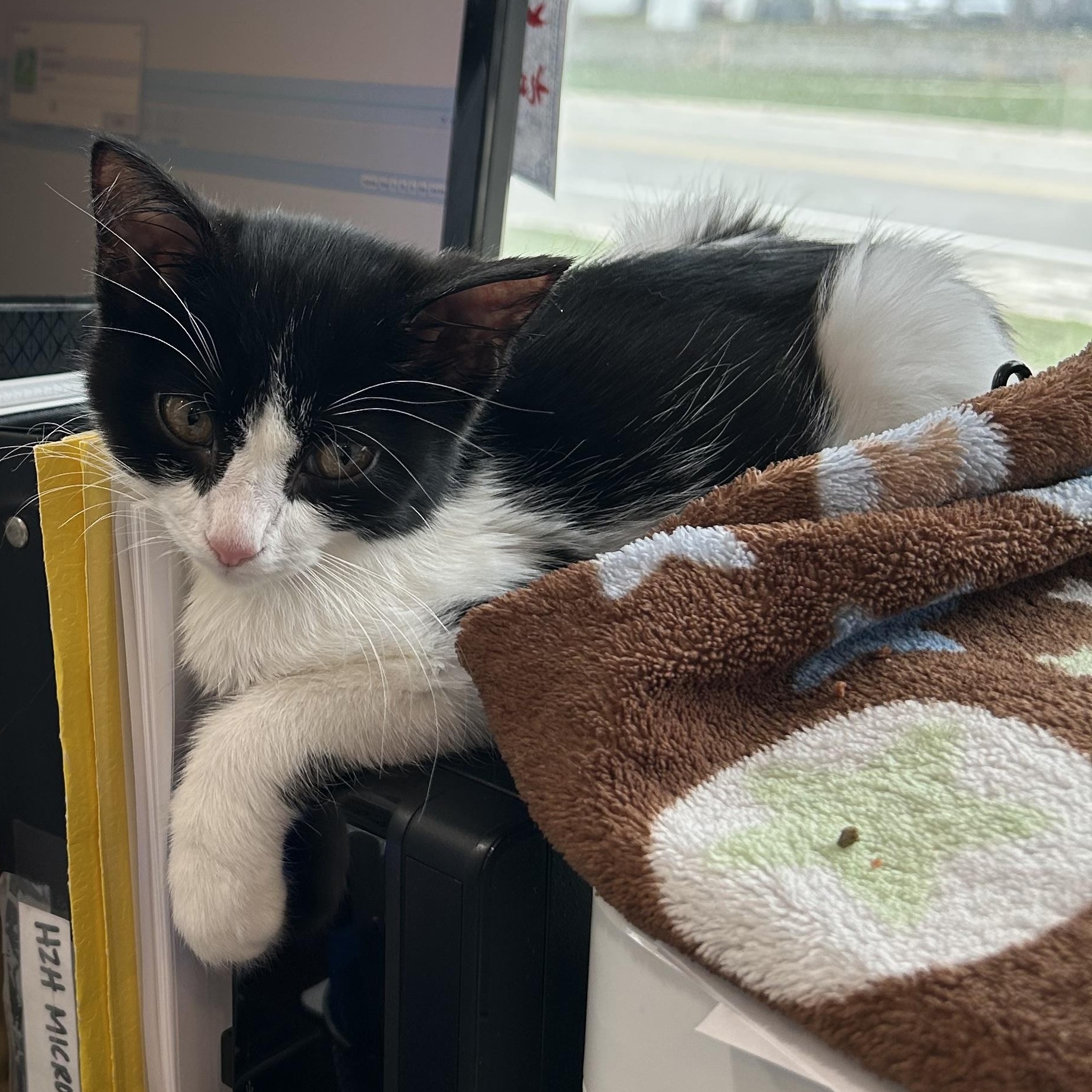 Enlarge Lindor, an adopted Domestic Short Hair in Walker, MI image 4/6