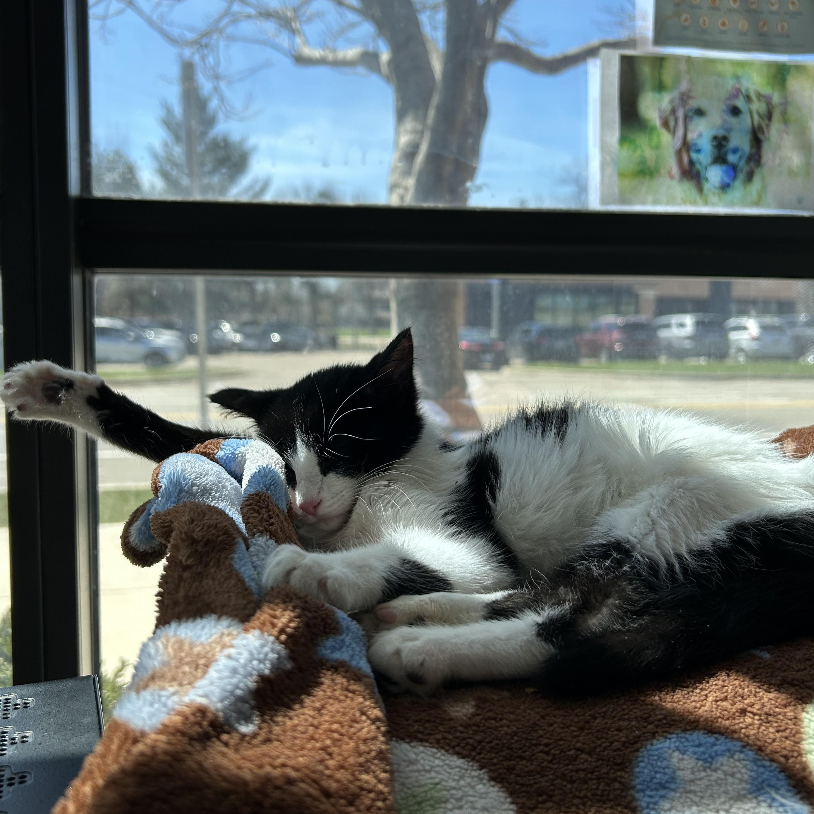 Enlarge Lindor, an adopted Domestic Short Hair in Walker, MI image 1/6