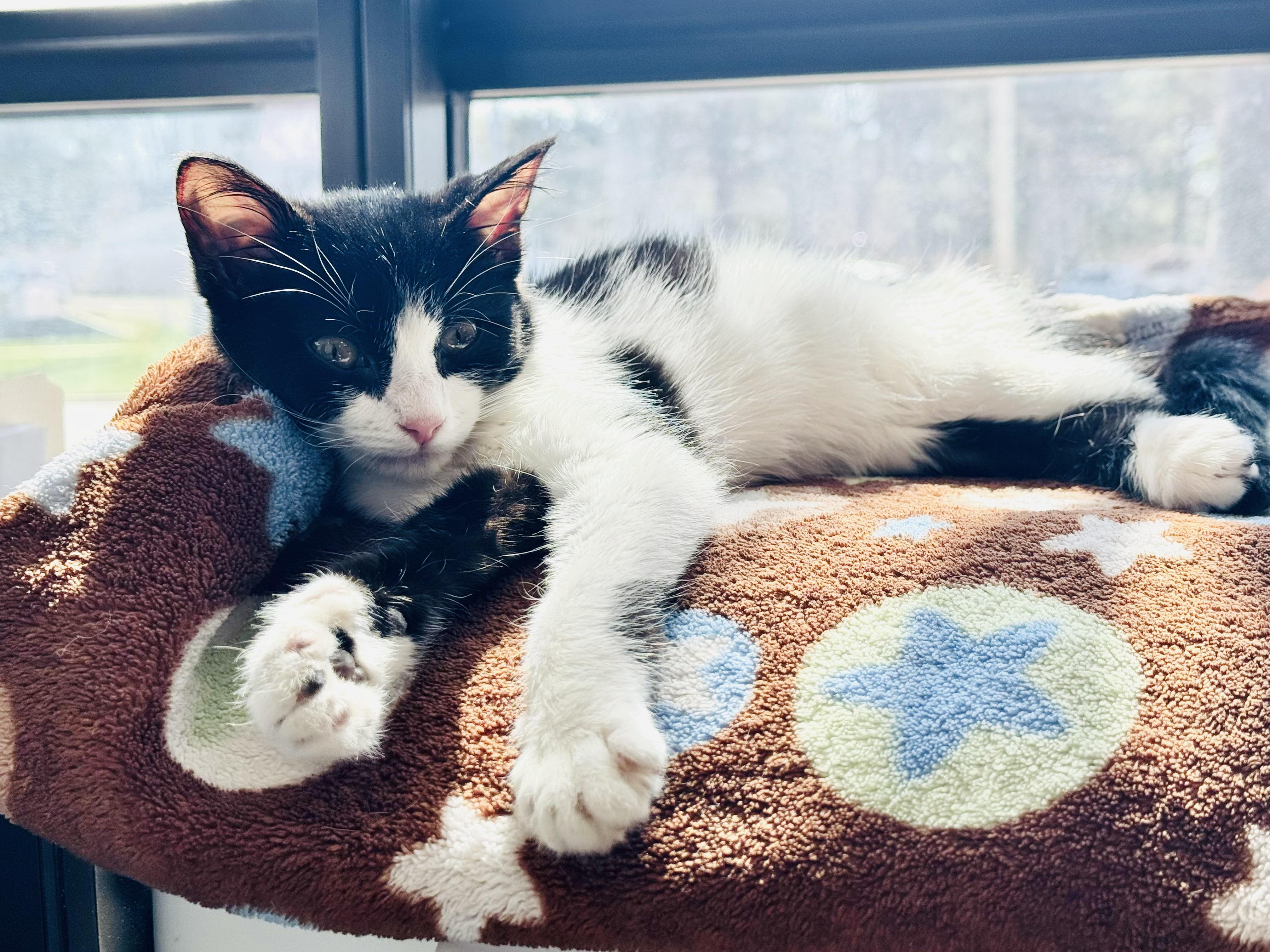 Enlarge Lindor, an adopted Domestic Short Hair in Walker, MI image 3/6