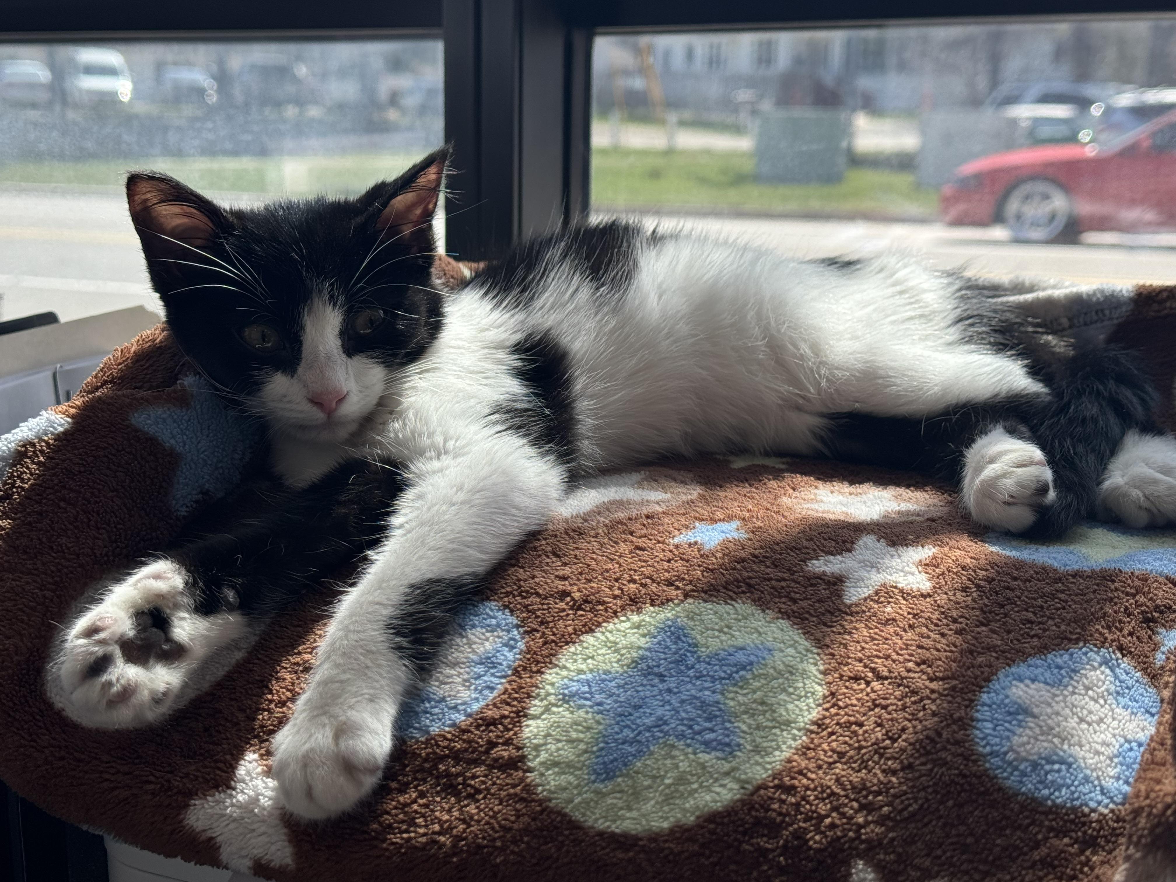 Enlarge Lindor, an adopted Domestic Short Hair in Walker, MI image 2/6