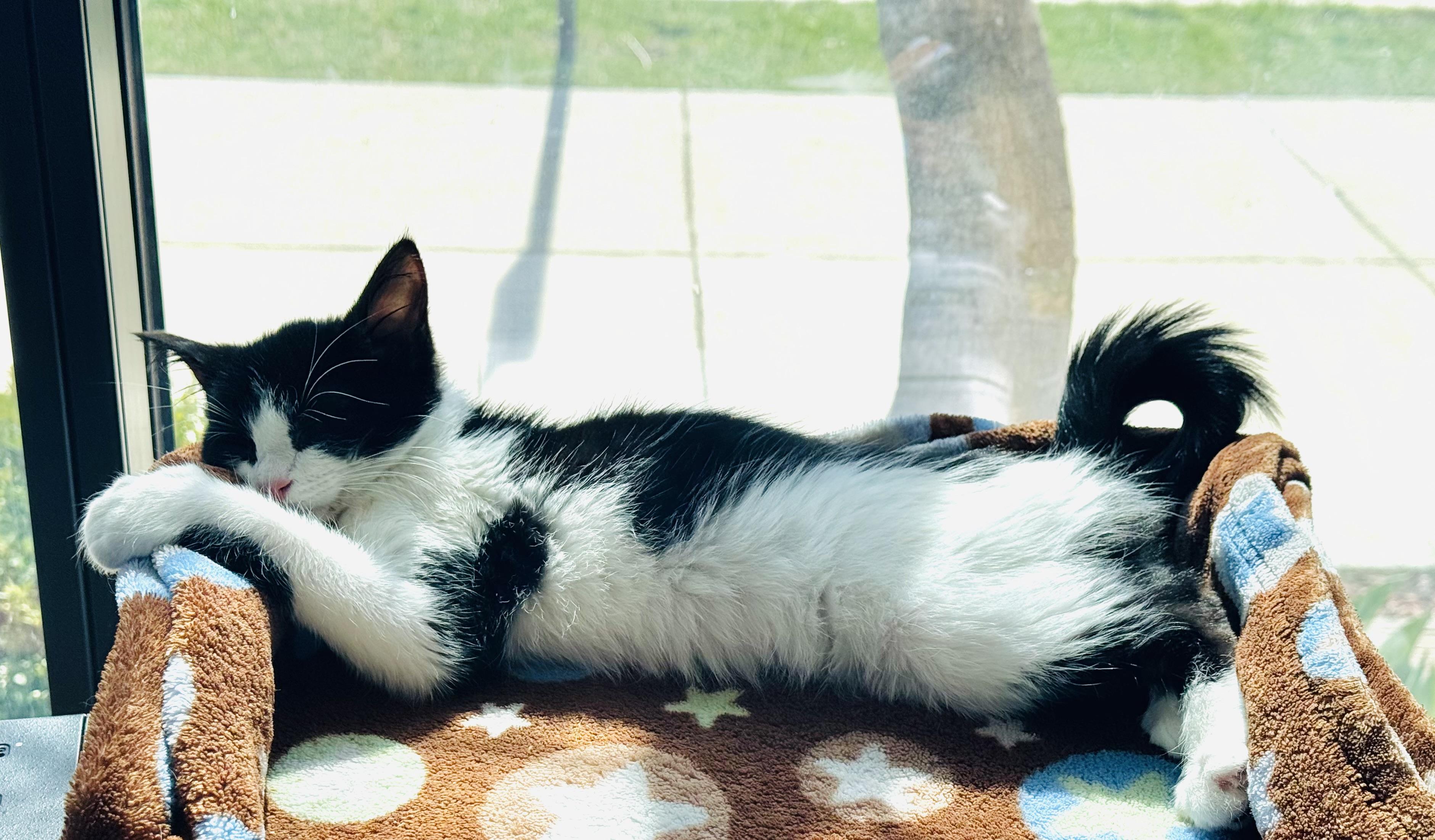 Enlarge Lindor, an adopted Domestic Short Hair in Walker, MI image 6/6