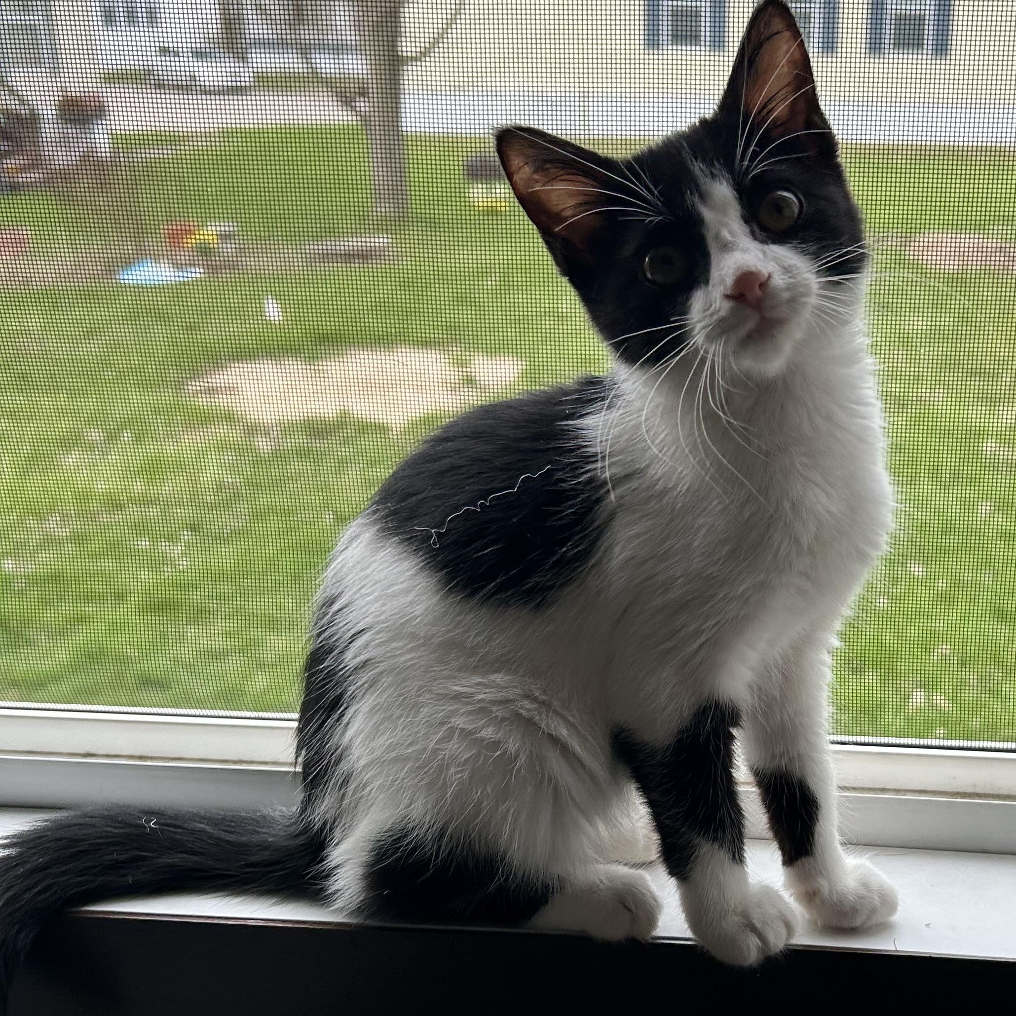 Enlarge Lindor, an adopted Domestic Short Hair in Walker, MI image 5/6