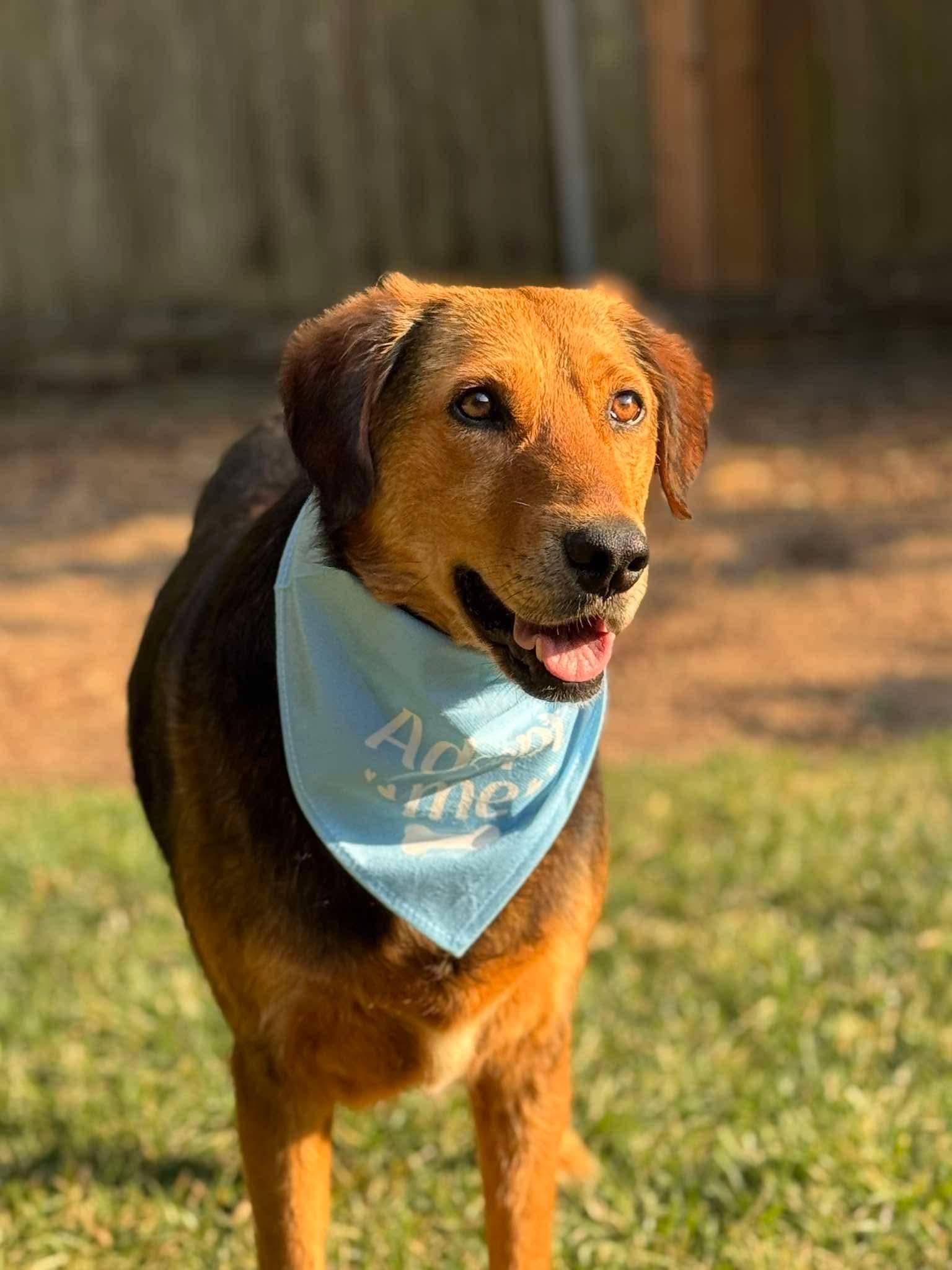 Enlarge Bryson, a Adoptable mixed breed in Tacoma, WA image 3/6