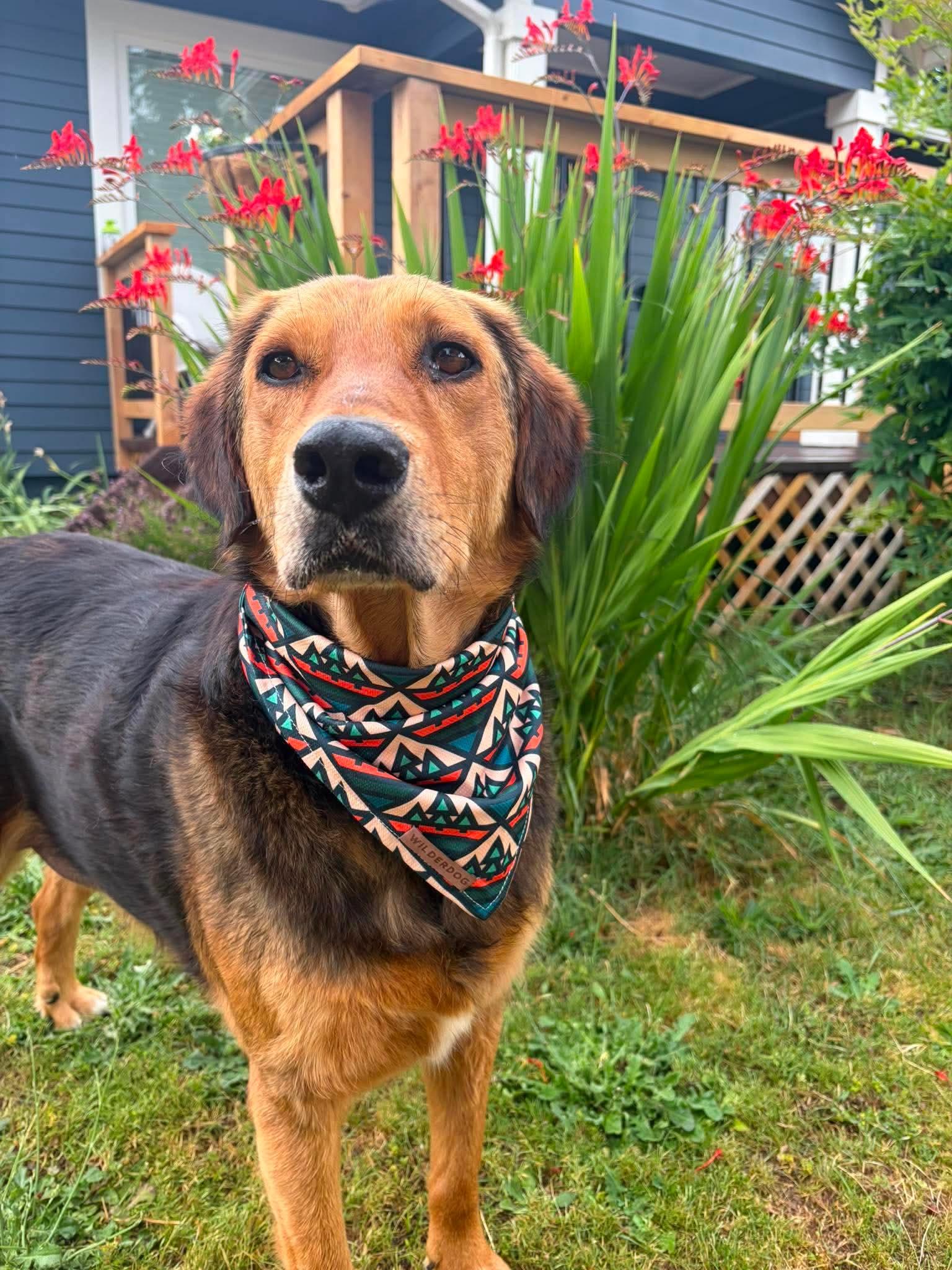 Enlarge Bryson, a Adoptable mixed breed in Tacoma, WA image 6/6