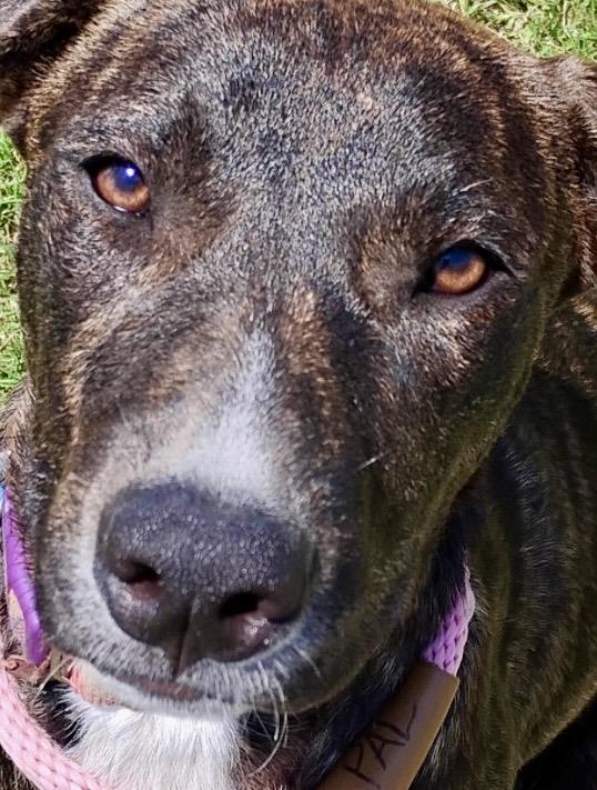Peggy - Brindle Plott Hound Mix, Adoptable, Adult Female Plott Hound.