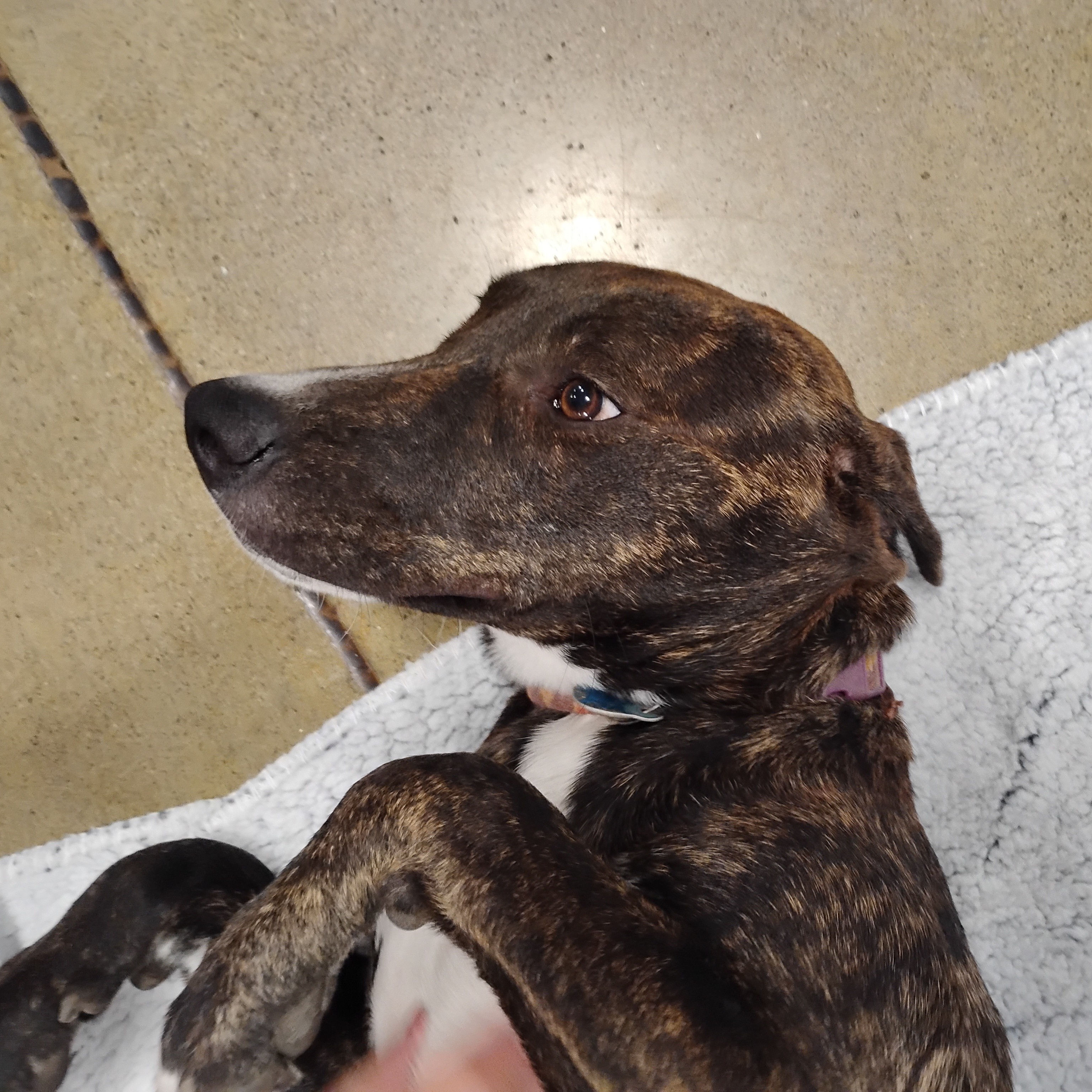Enlarge Peggy - Brindle Plott Hound Mix, a Adoptable mixed breed in Tulsa, OK image 5/5