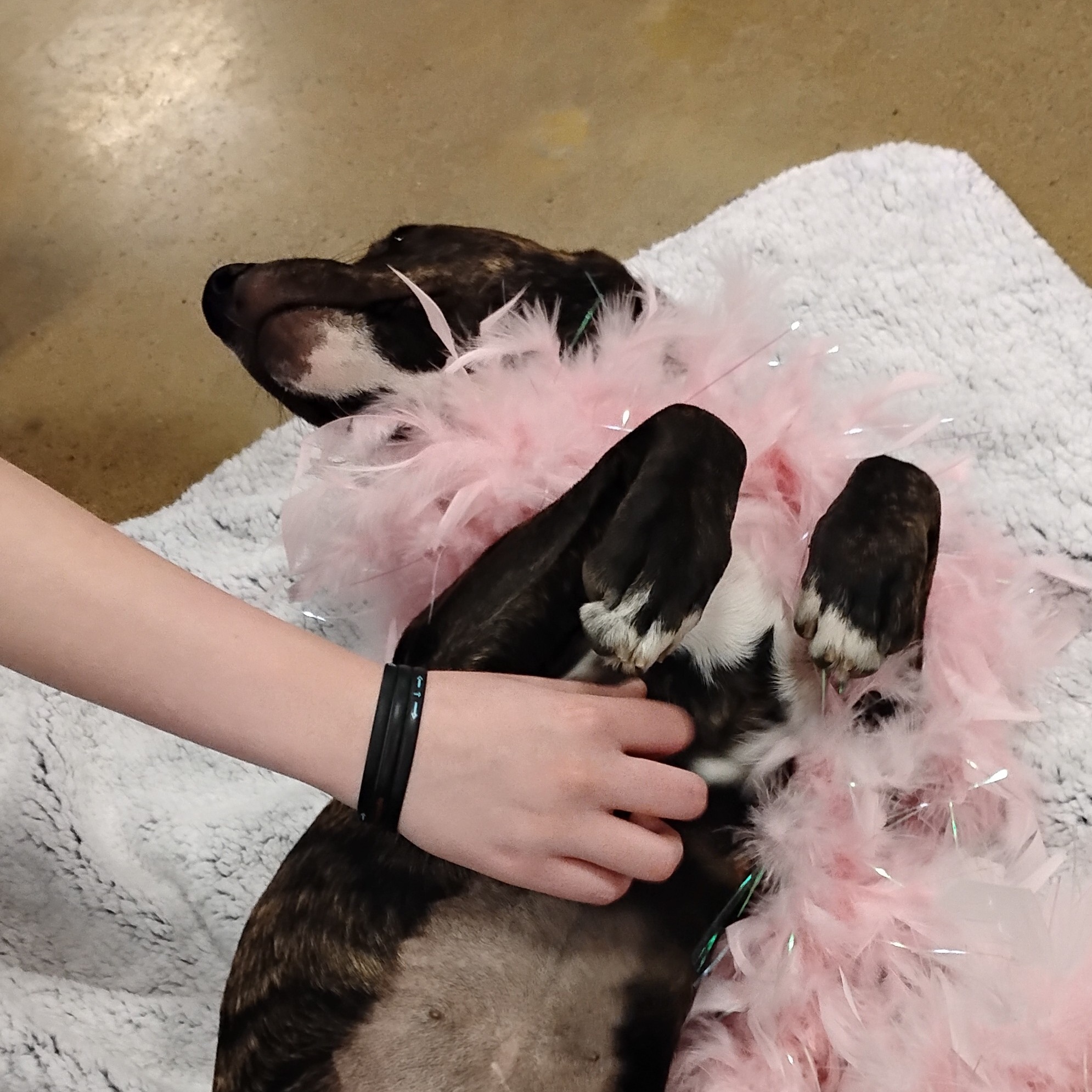 Enlarge Peggy - Brindle Plott Hound Mix, a Adoptable mixed breed in Tulsa, OK image 4/5