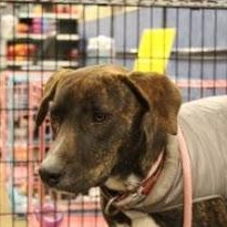 Enlarge Peggy - Brindle Plott Hound Mix, a Adoptable mixed breed in Tulsa, OK image 3/5