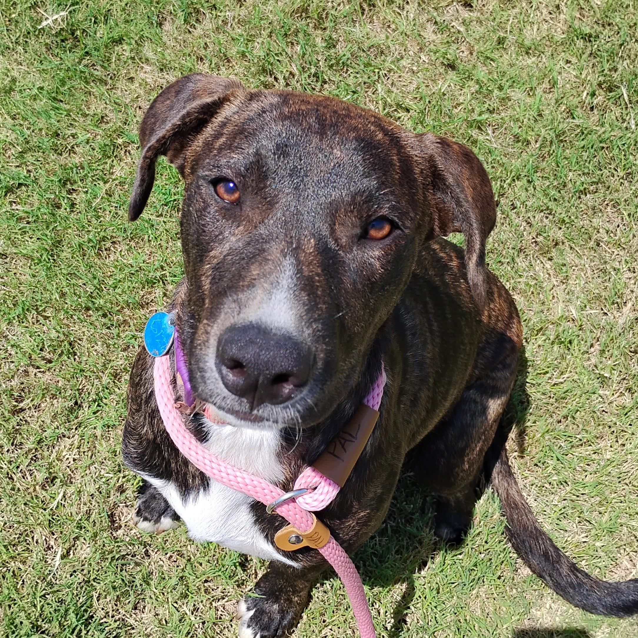 Enlarge Peggy - Brindle Plott Hound Mix, a Adoptable mixed breed in Tulsa, OK image 2/5