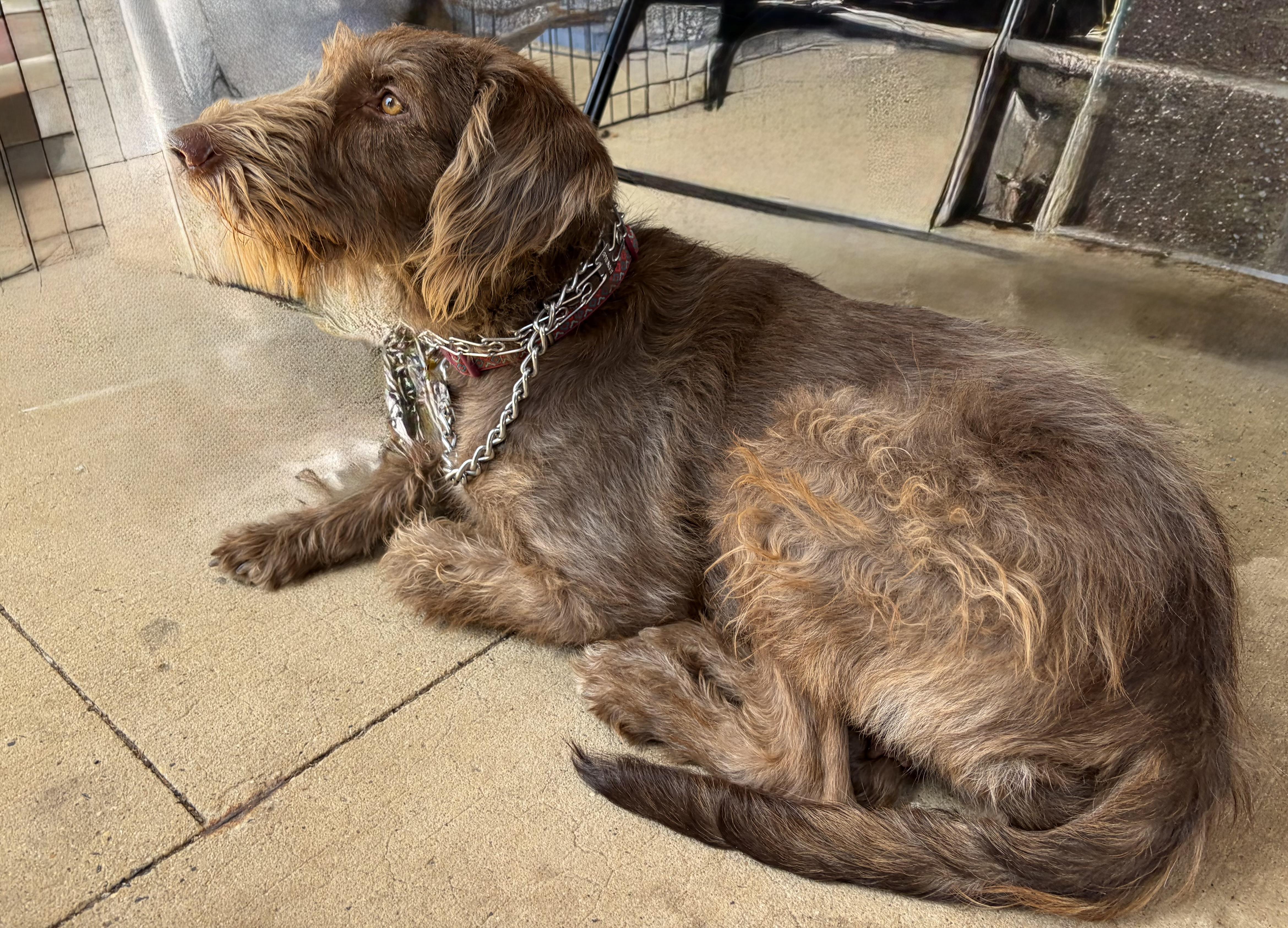 Aurora, a ADOPTABLE mixed breed in Ewing, NJ image 5/5