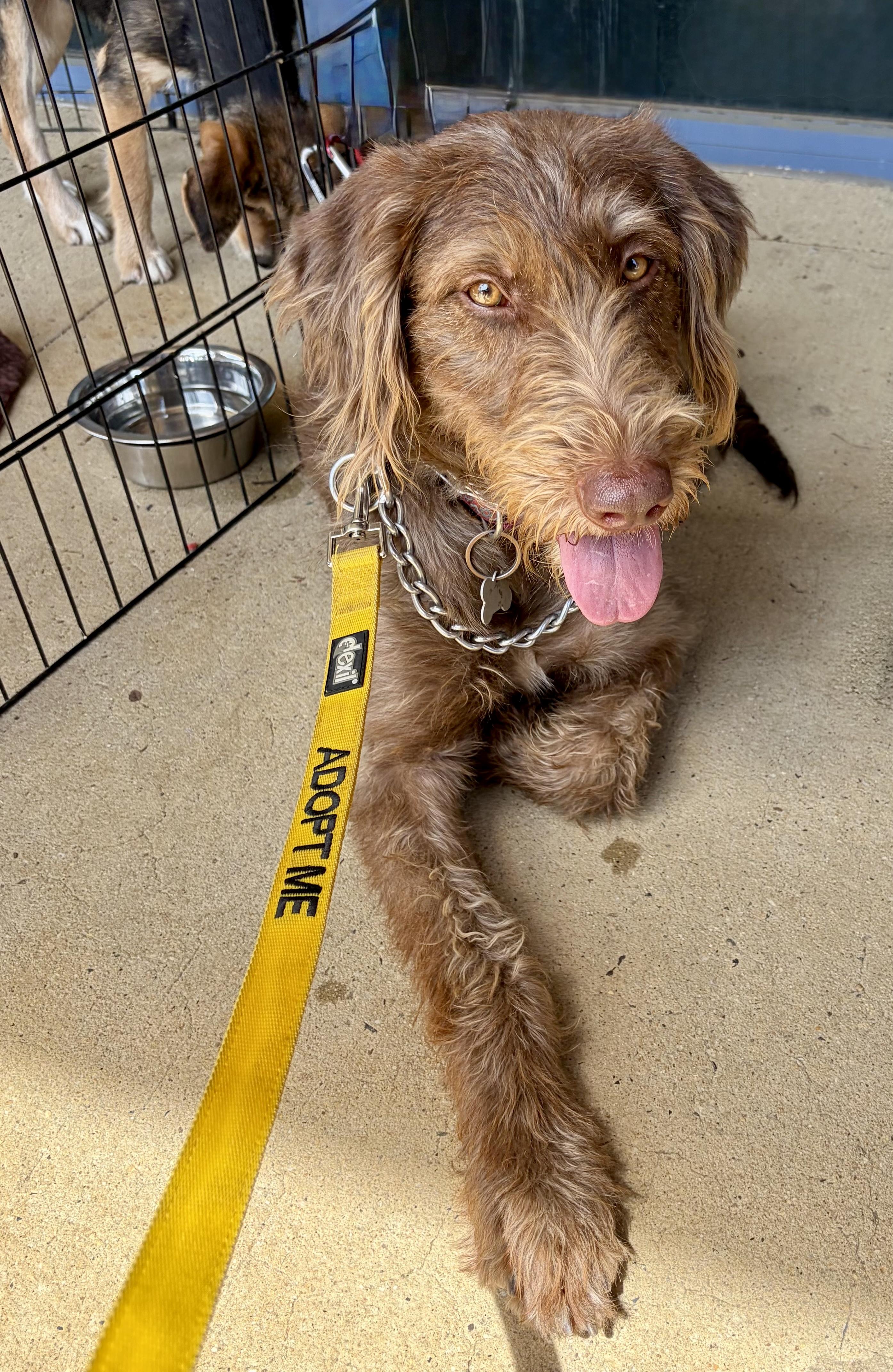 Aurora, a ADOPTABLE mixed breed in Ewing, NJ image 4/5