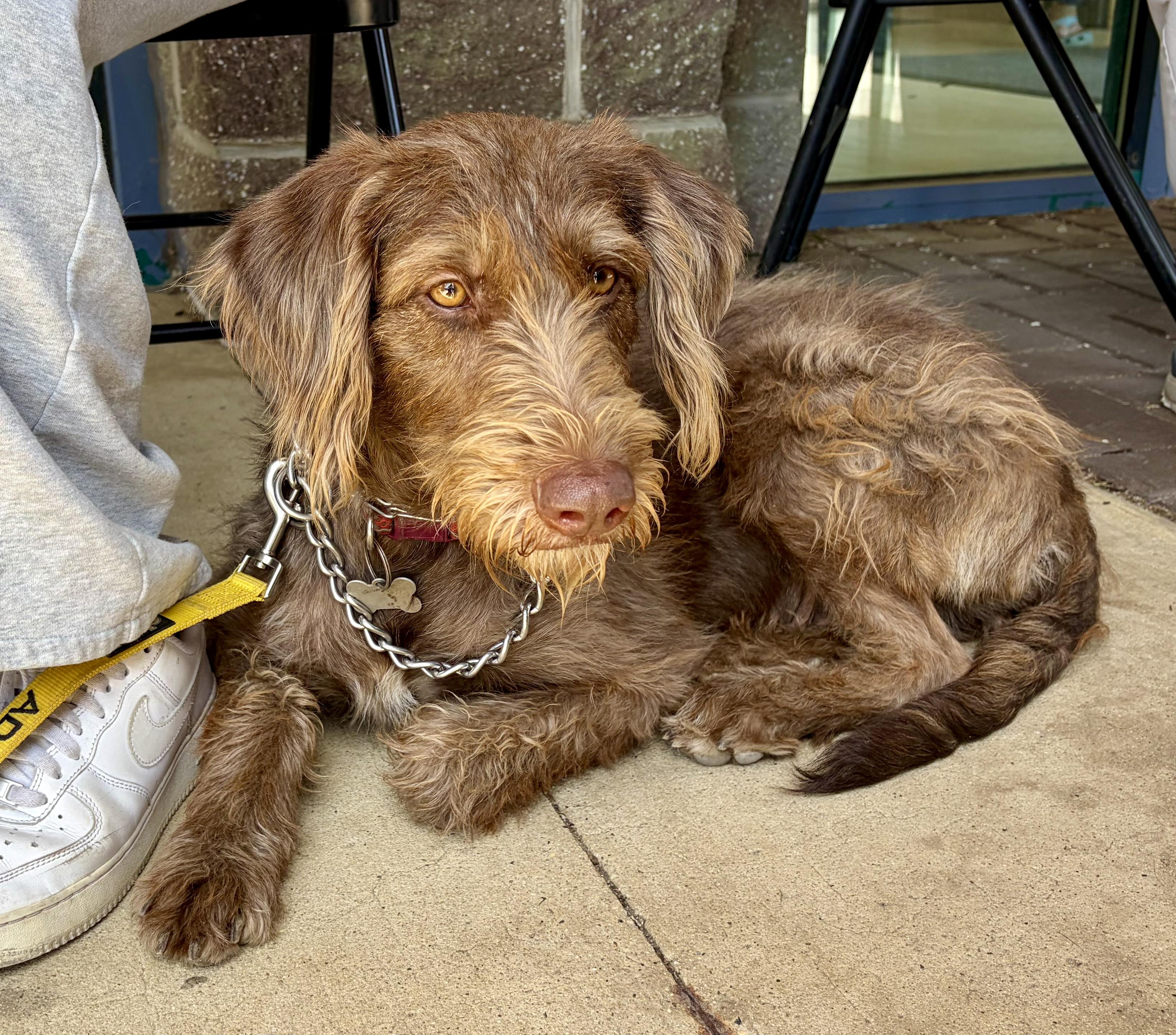Aurora, a ADOPTABLE mixed breed in Ewing, NJ image 1/5