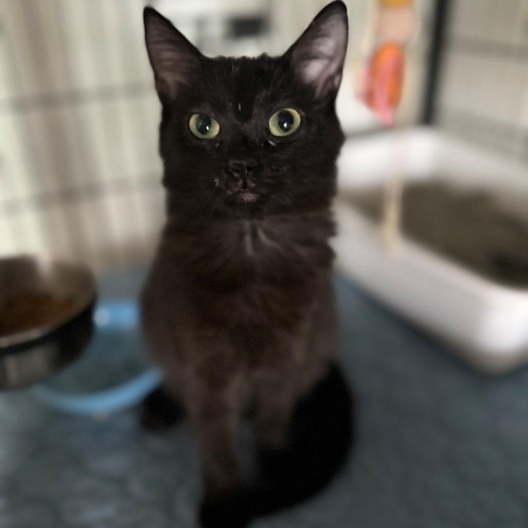 Enlarge Rachel, a Adoptable Domestic Short Hair in Fort Worth, TX image 1/1