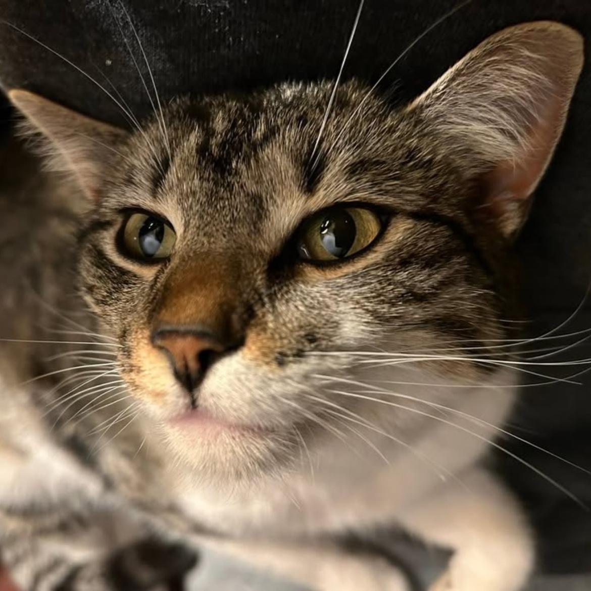 Tony, a ADOPTABLE Domestic Short Hair in Deming, NM image 3/3