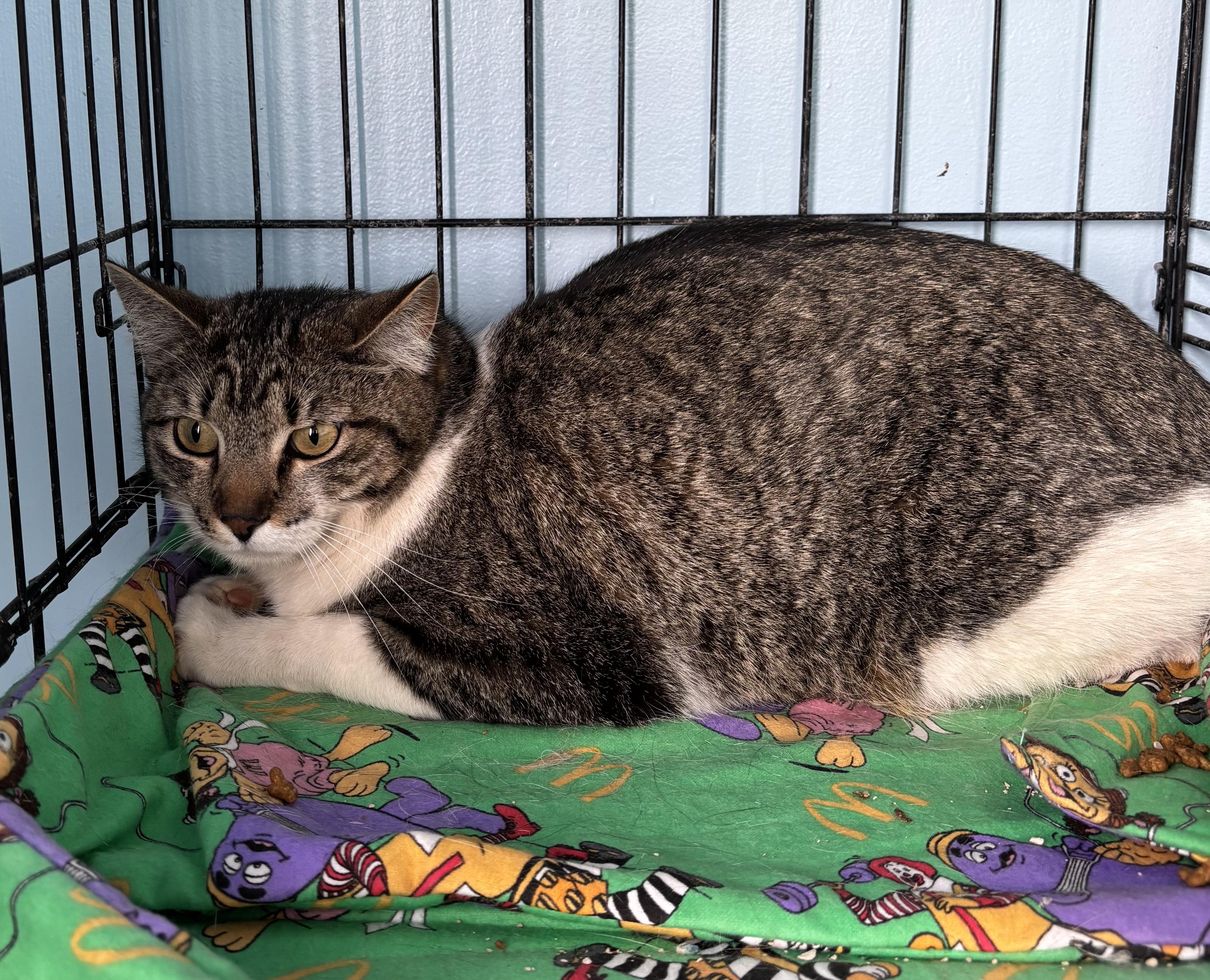 Tony, a ADOPTABLE Domestic Short Hair in Deming, NM image 2/3