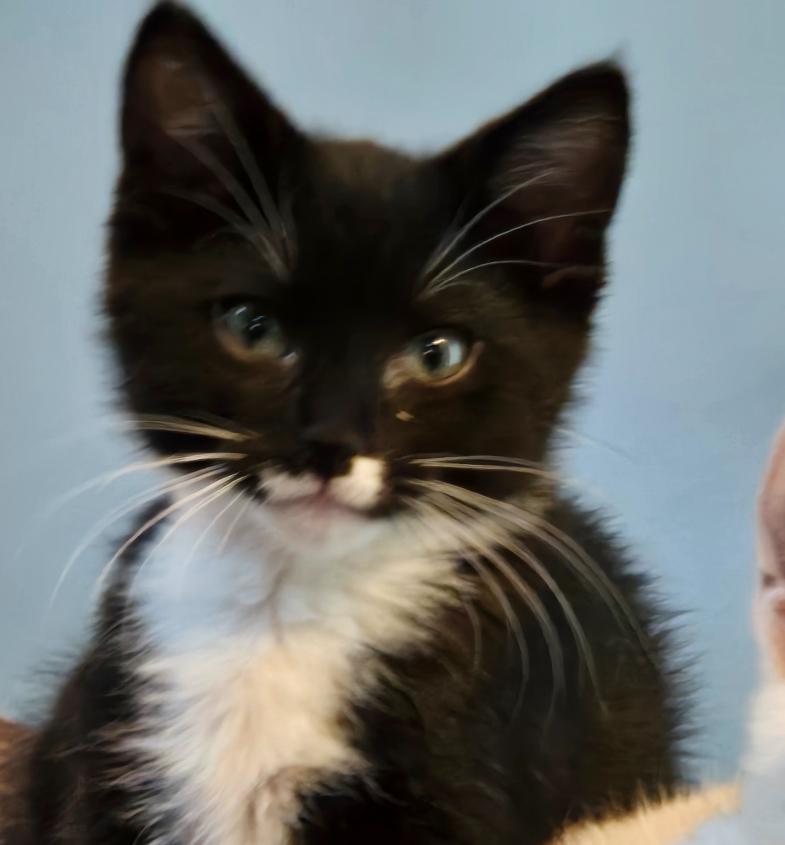 Enlarge Toby, an adopted Domestic Short Hair in Clearwater, FL image 1/3