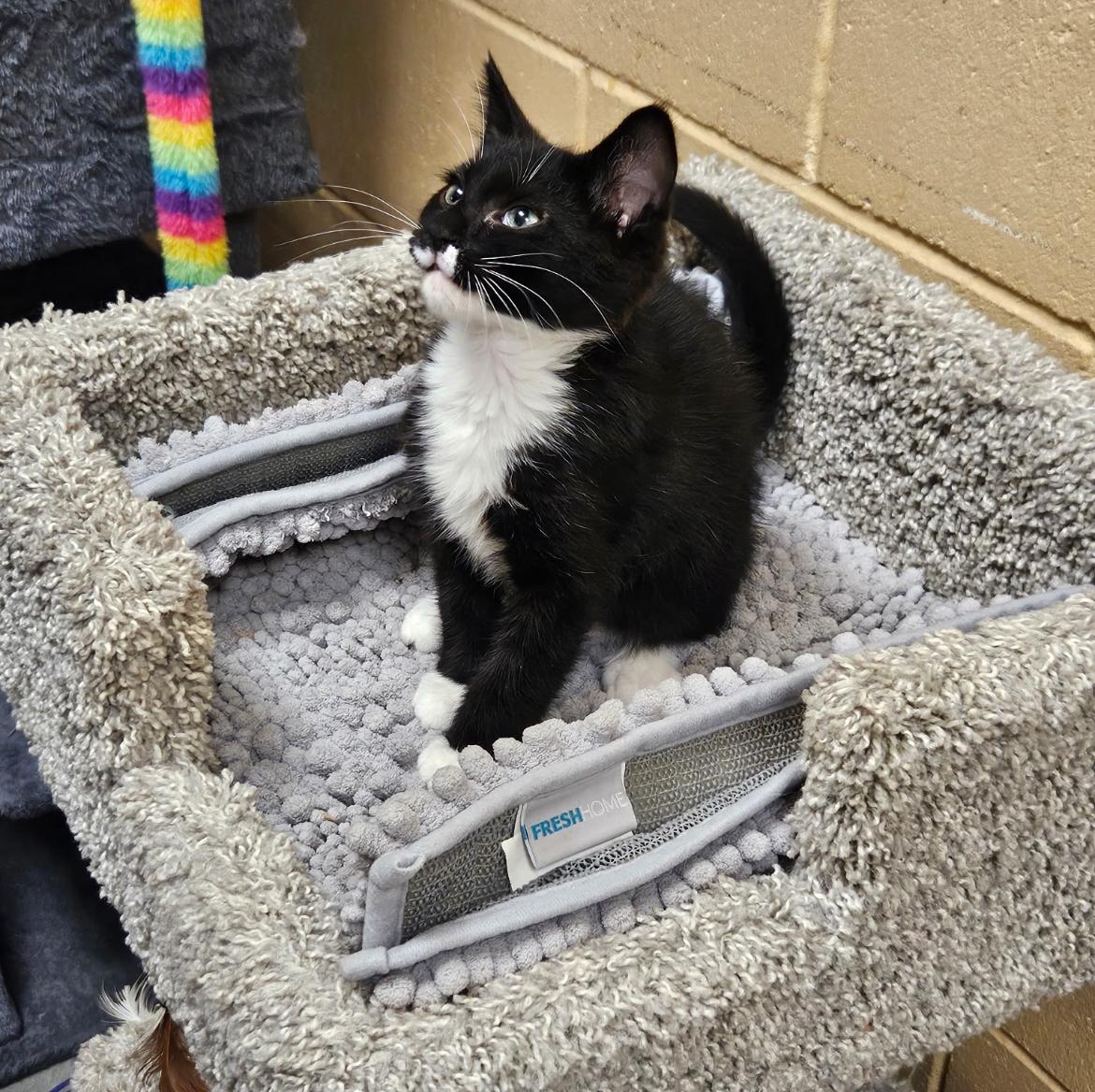 Enlarge Toby, an adopted Domestic Short Hair in Clearwater, FL image 2/3