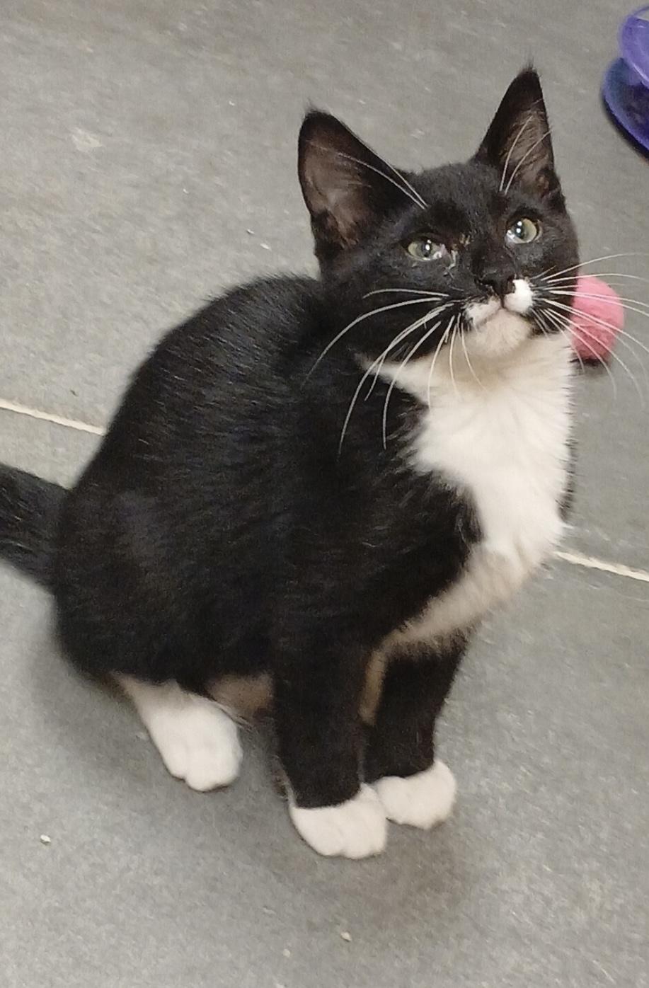 Enlarge Toby, an adopted Domestic Short Hair in Clearwater, FL image 3/3