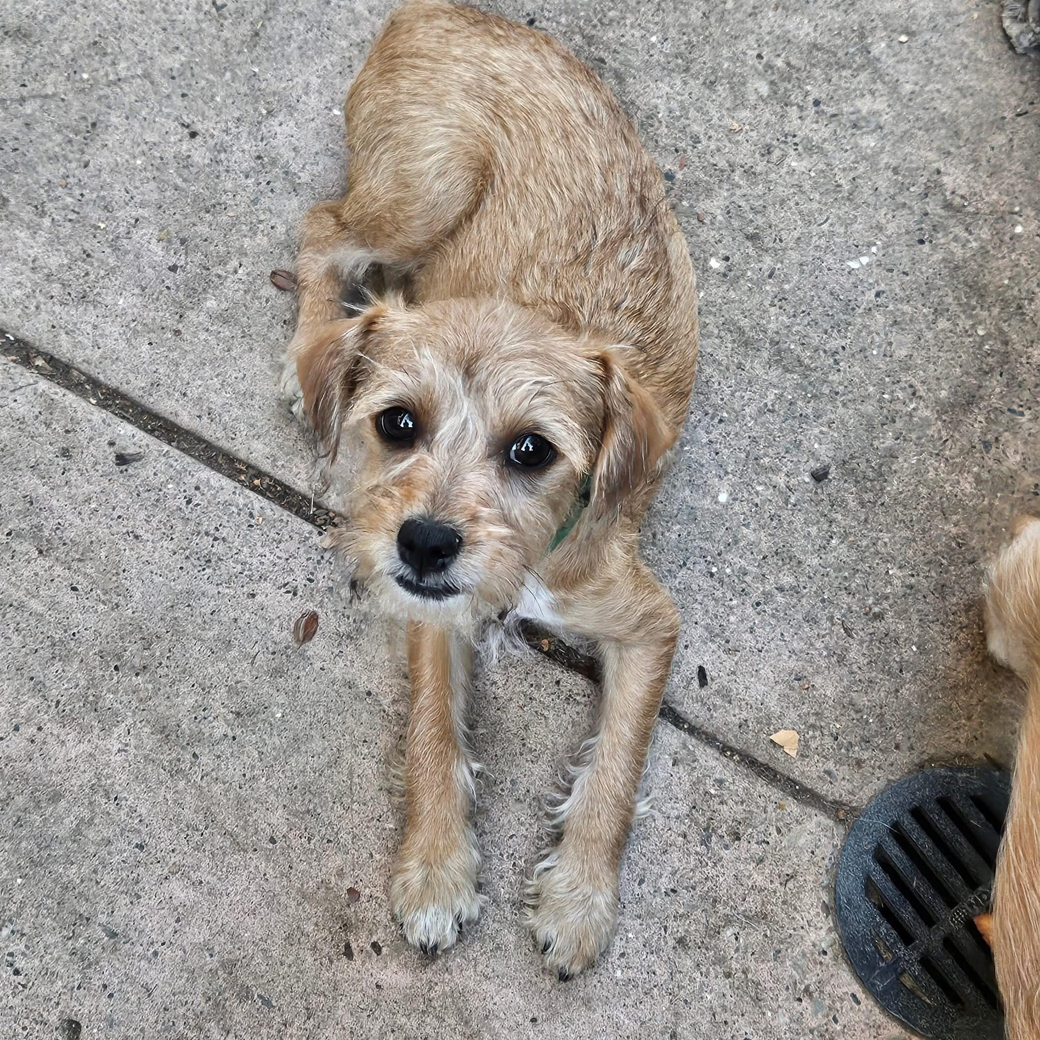 Enlarge Toasty, a Adoptable mixed breed in clayton , CA image 2/5