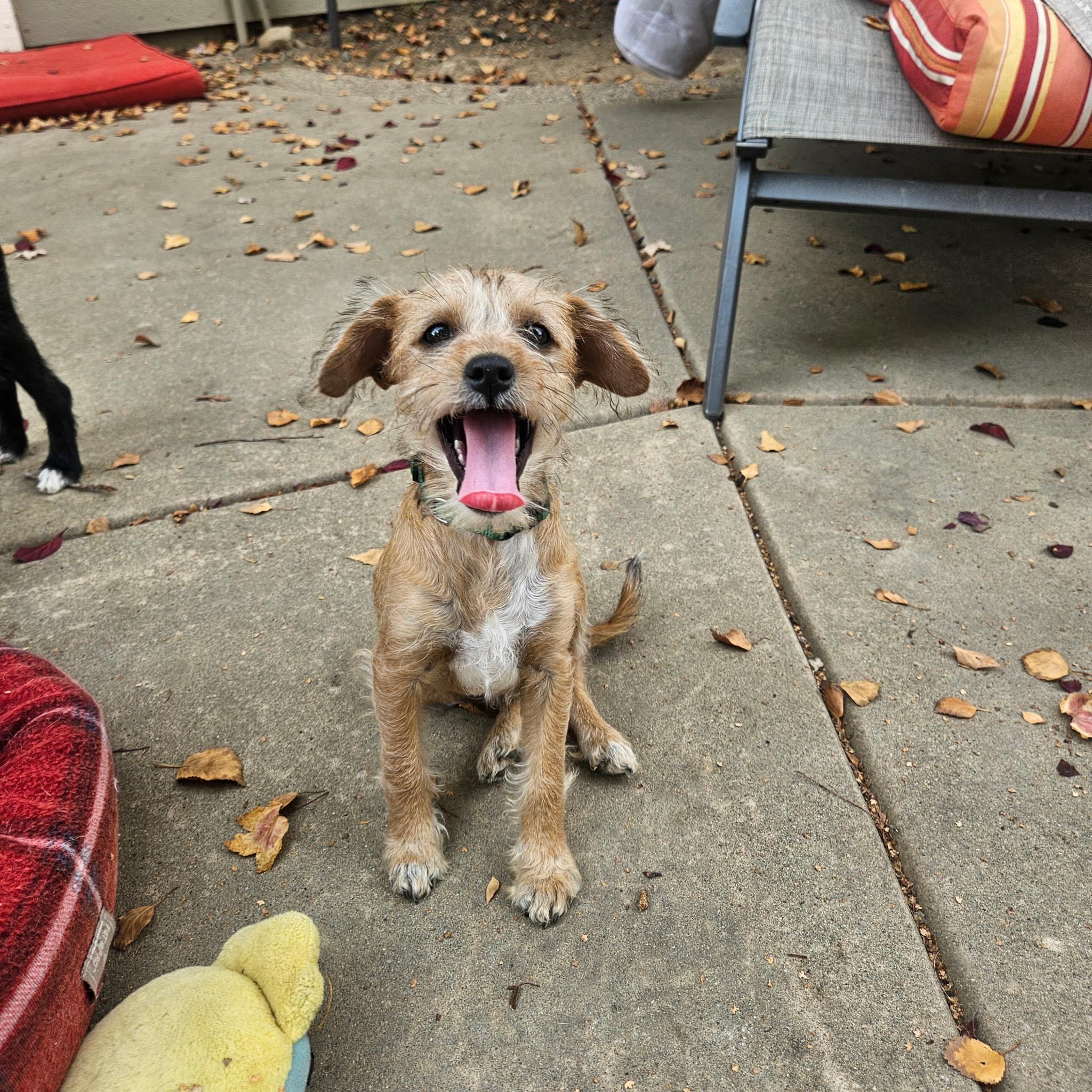 Enlarge Toasty, a Adoptable mixed breed in clayton , CA image 4/5