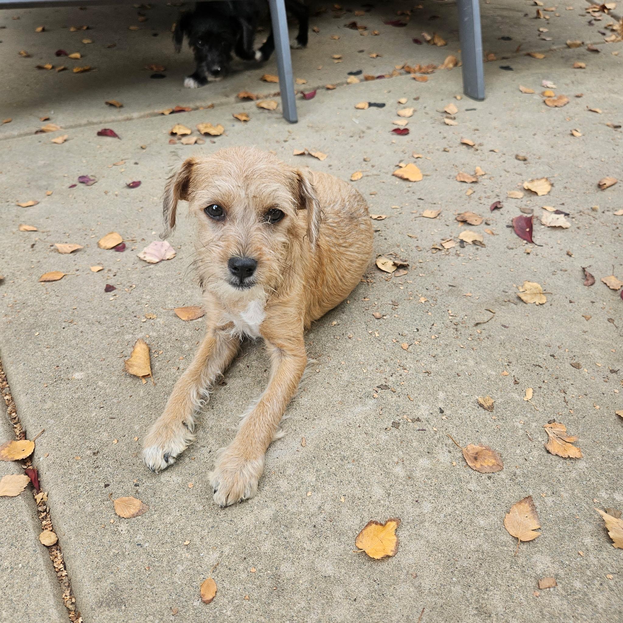 Enlarge Toasty, a Adoptable mixed breed in clayton , CA image 5/5