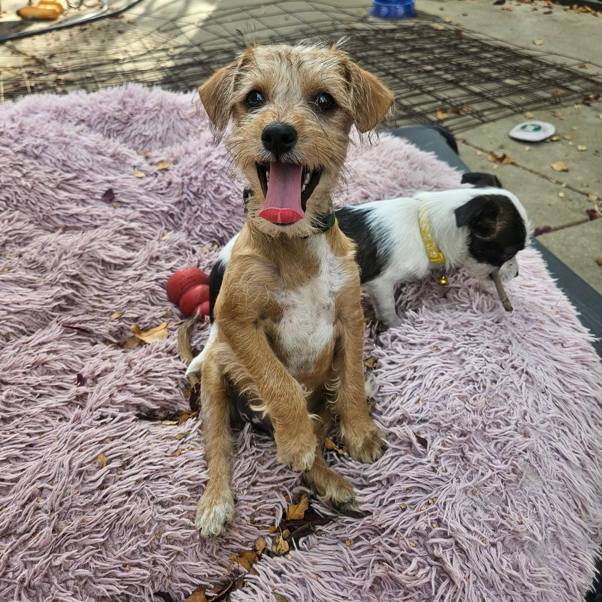 Enlarge Toasty, a Adoptable mixed breed in clayton , CA image 3/5