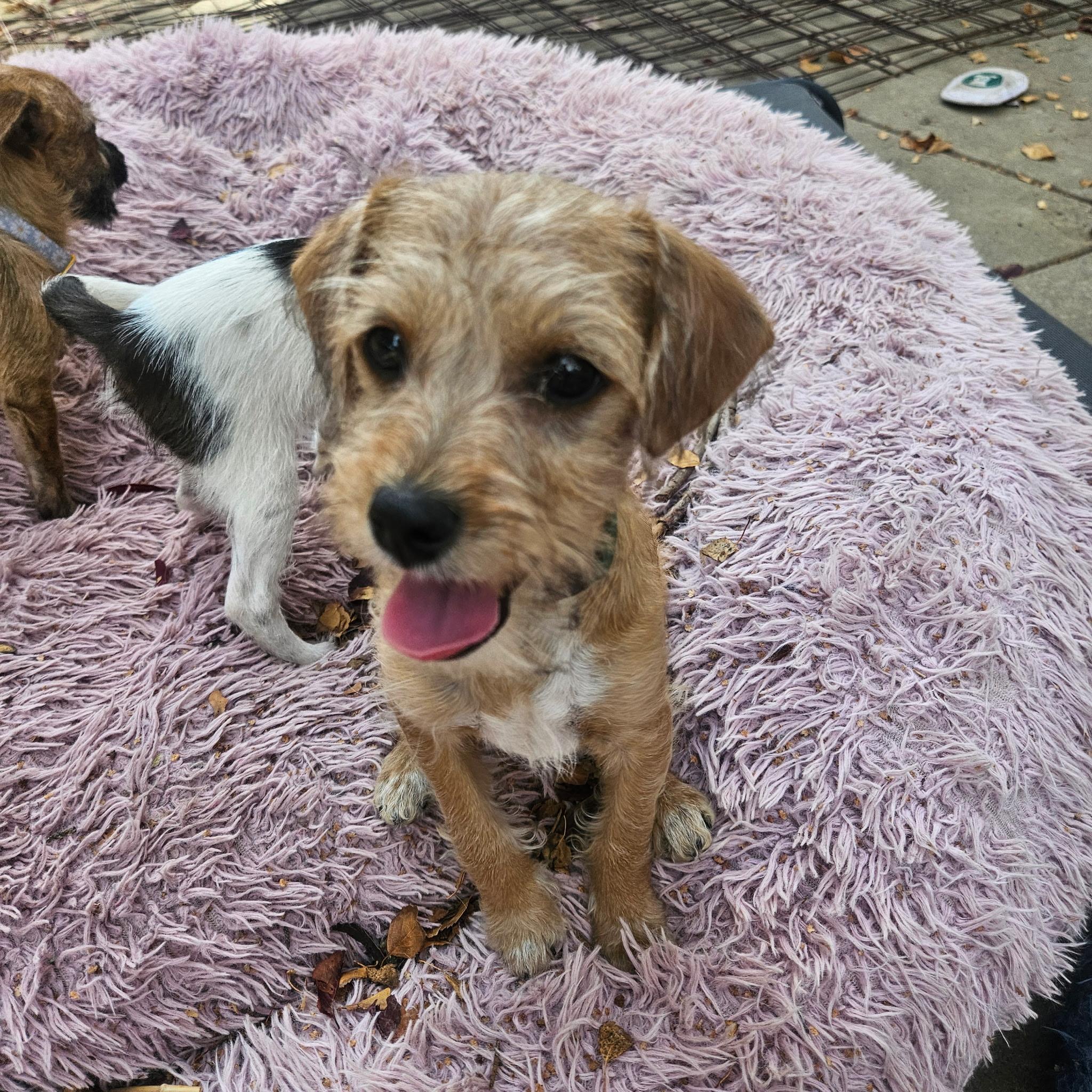 Toasty, Adoptable, Puppy Male Maltipoo & Jack Russell Terrier.