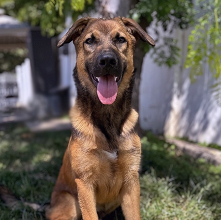 Dodger, Adoptable, Adult Male German Shepherd Dog.