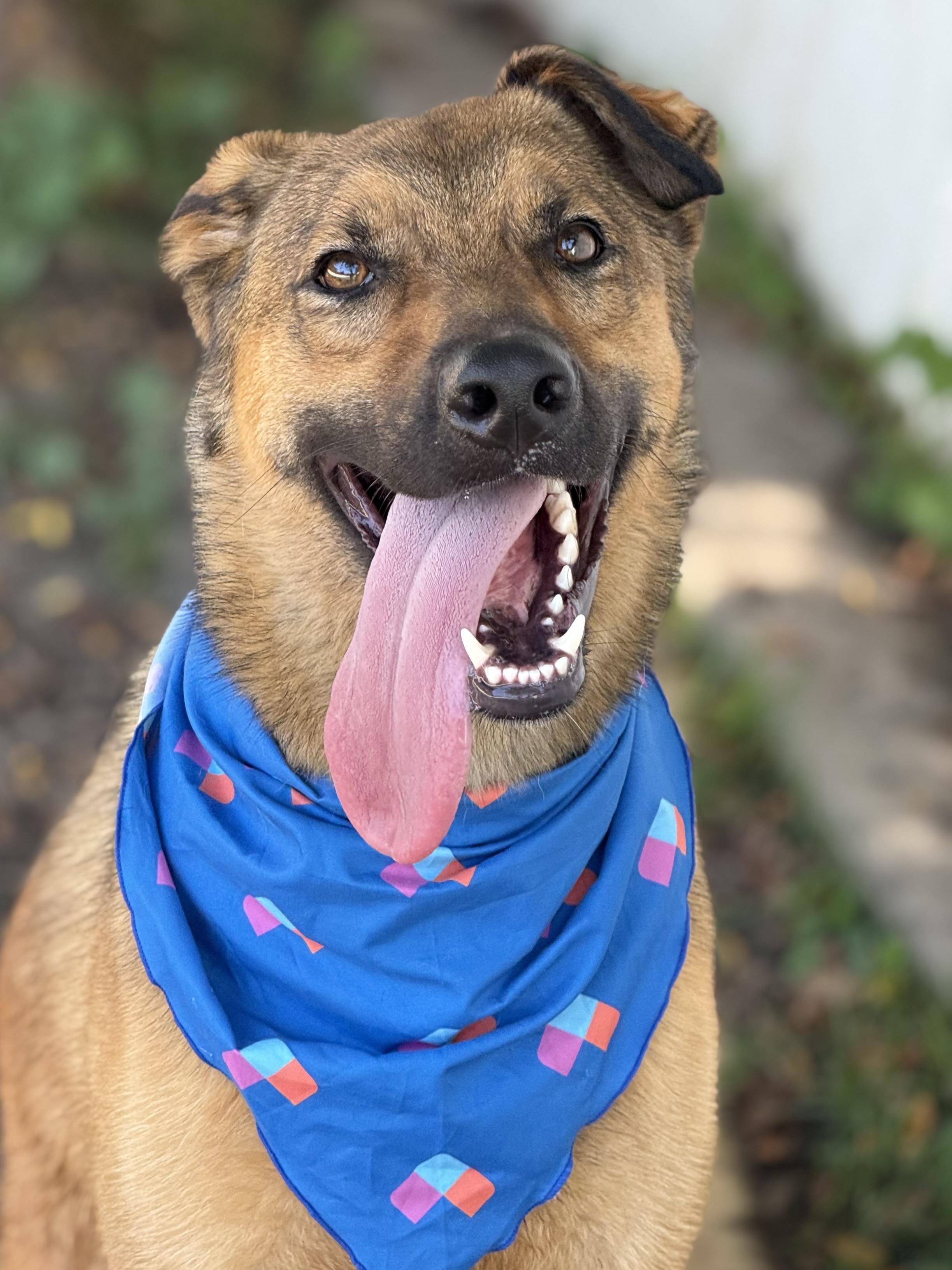 Dodger, a Adoptable German Shepherd Dog in Lodi, CA image 3/5
