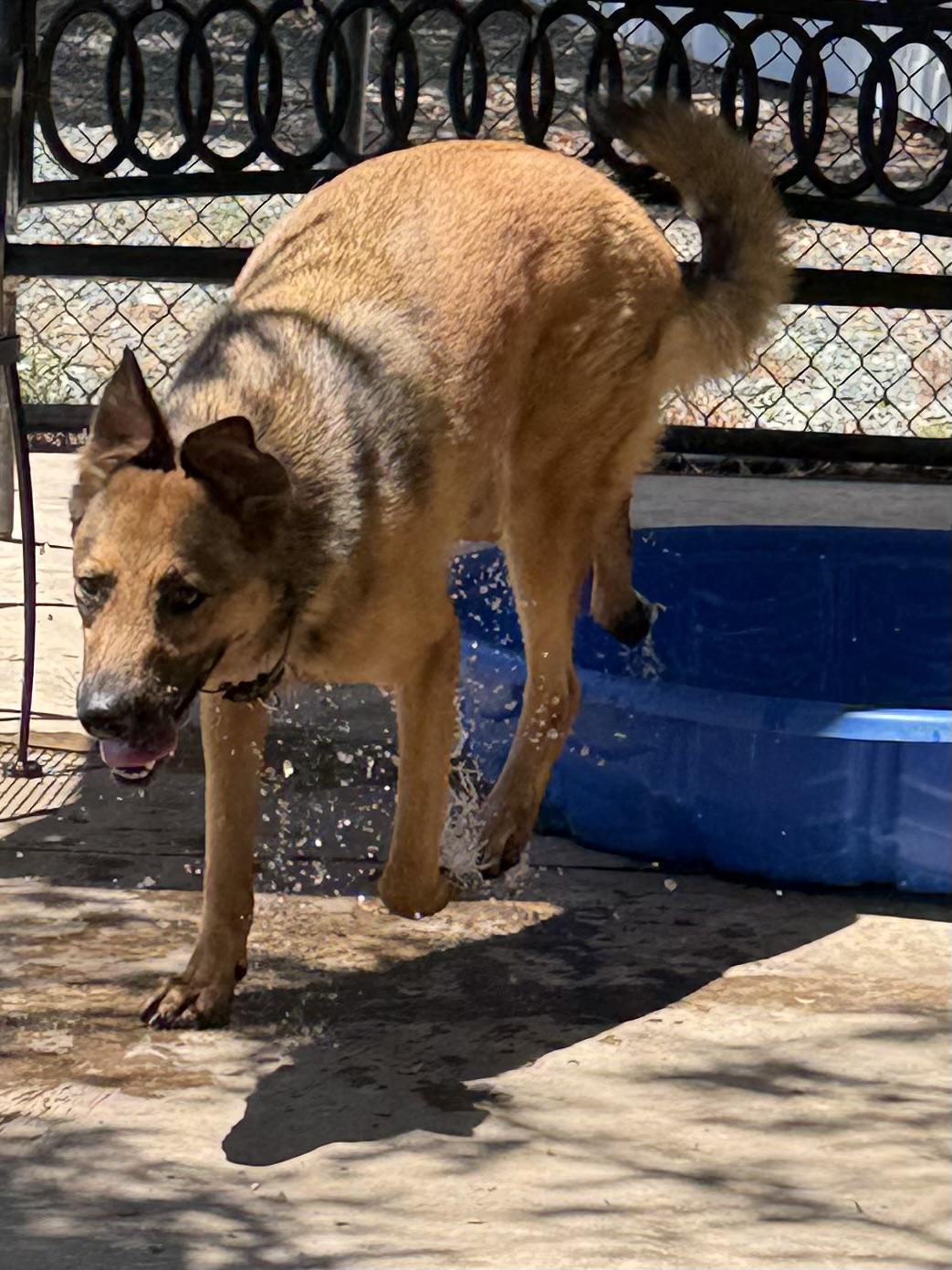 Dodger, a Adoptable German Shepherd Dog in Lodi, CA image 4/5