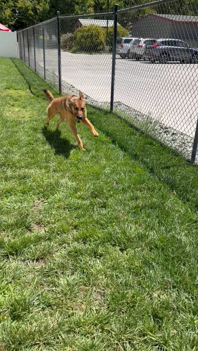 Enlarge Dodger, a Adoptable German Shepherd Dog in Lodi, CA video 5/5
